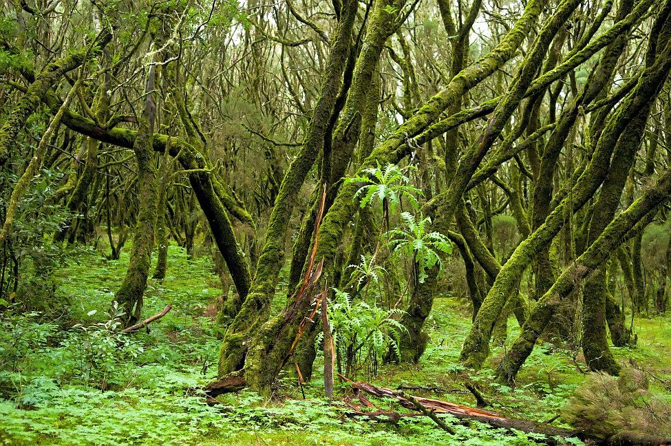 Nationalpark - Parque Nacional Garojanay