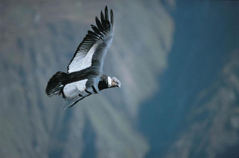 Andenkondor, Arequipa, Peru - Reiseinformationen