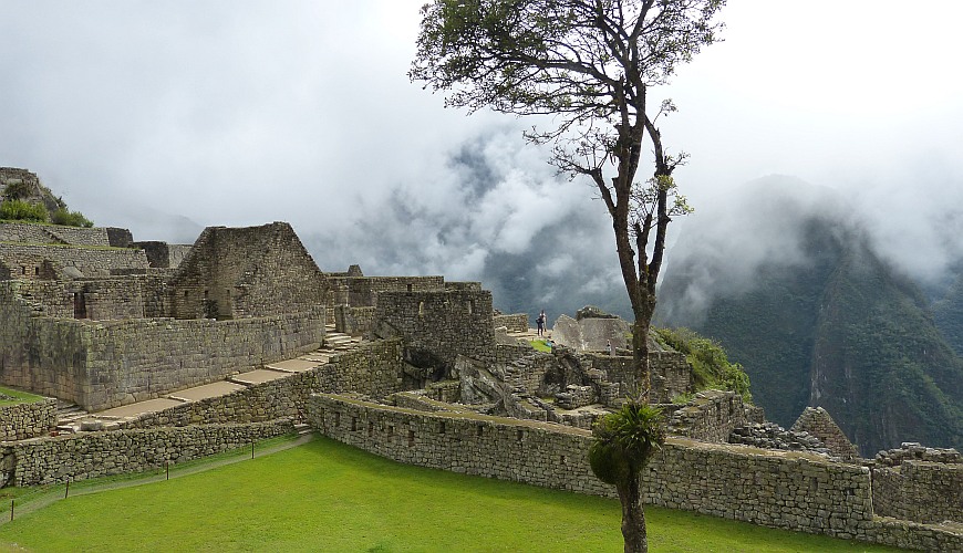 Pisonay, Machu Picchu